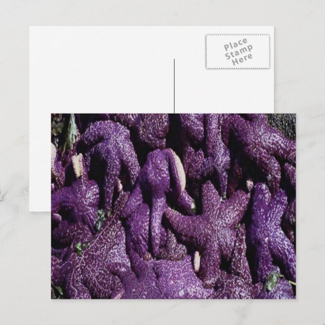 Carte Postale Many Purple Starfish Postcard (Devant / Derrière)