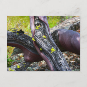 Carte postale Manzanita