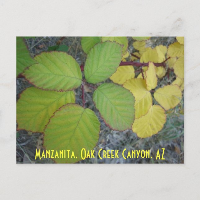 Carte Postale Manzanita, Oak Creek Canyon, AZ (Devant)