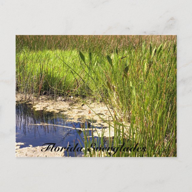 Carte Postale Marais de la Floride (Devant)