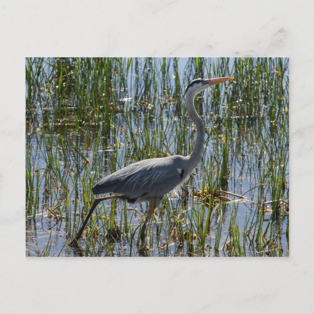 Carte Postale Marais d'oiseaux du Grand Héron Bleu (Devant)
