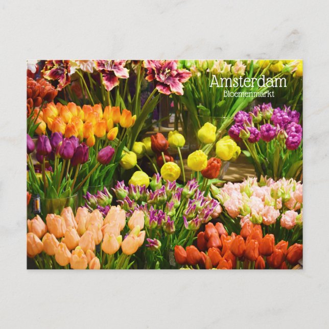 Carte Postale Marché aux fleurs d'Amsterdam (Devant)