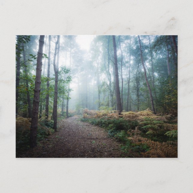 Carte Postale Marche de la forêt de Misty (Devant)