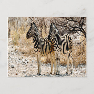 Carte Postale Marche de Zebra