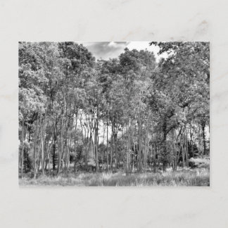 Carte Postale Marche des bois