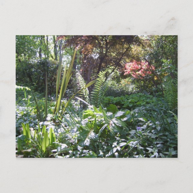 Carte Postale Marche des bois (Devant)