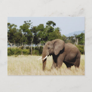 Carte Postale Marche des éléphants Masai Mara Plains, Kenya cart