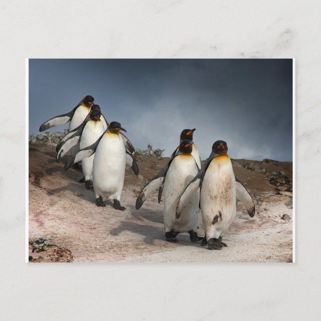 Carte Postale Marche des pingouins (Devant)