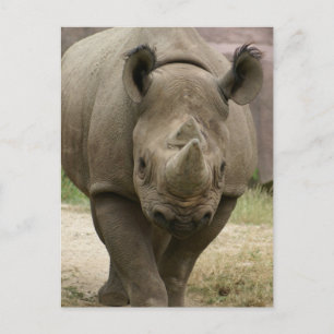 Carte Postale marche rhino