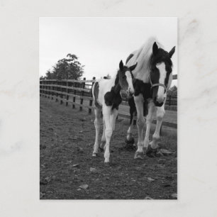 Carte Postale marcher à côté de la clôture