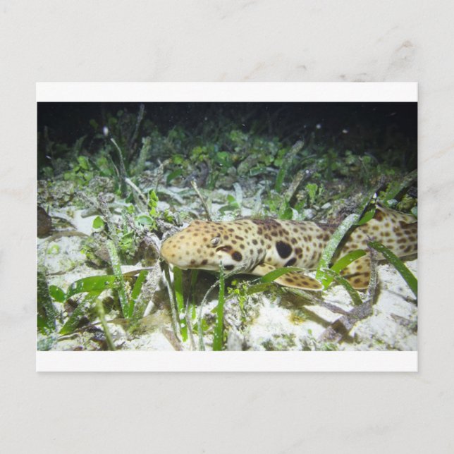 Carte Postale Marcher le requin-épaulard dans les îles Raja Ampa (Devant)