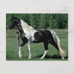 Carte Postale Marcheur tacheté