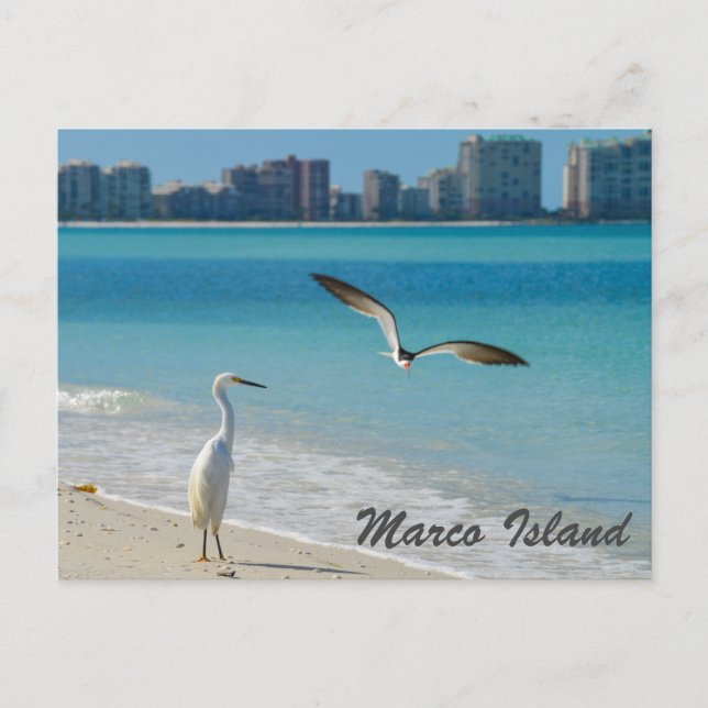 Carte postale Marco Island Wildlife (Devant)