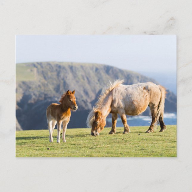 Carte Postale Mare avec Foal, îles Shetland, Ecosse (Devant)