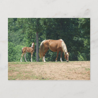 Carte Postale Mare et colt de Rocky Mountain