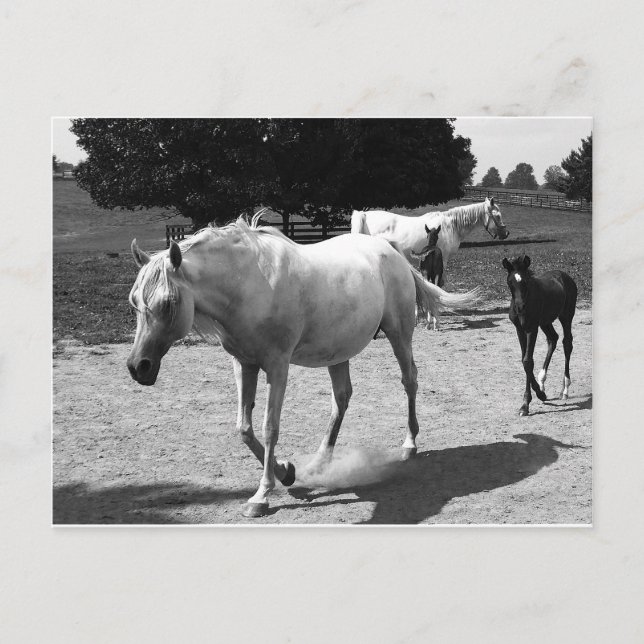 Carte Postale Mare et Filly (Devant)
