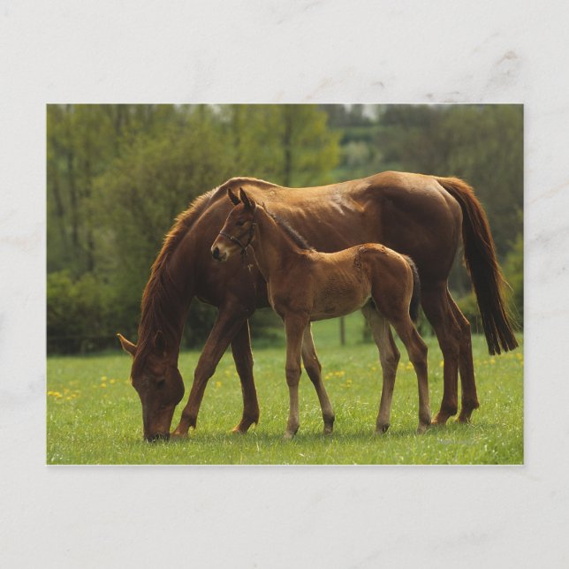 Carte Postale Mare et Foie Thoroughbred 2 (Devant)
