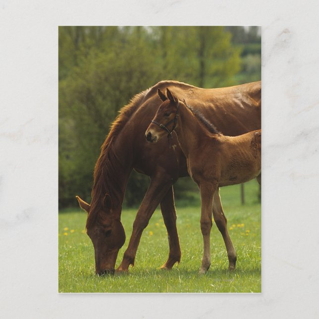 Carte Postale Mare et Foie Thoroughbred 2 (Devant)