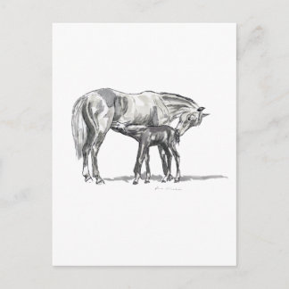 Carte Postale Mare et poulain