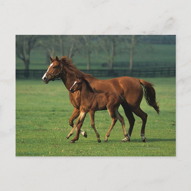 Carte Postale Mare et poulain à bec thoroughbred 3 (Devant)