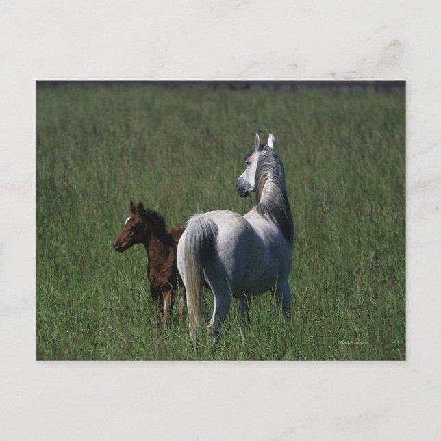 Carte Postale Mare et poulain arabe (Devant)