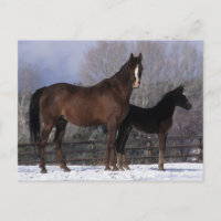 Mare et poulain arabe en neige