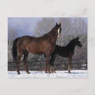Carte Postale Mare et poulain arabe en neige