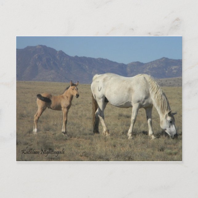 Carte Postale Mare et poulain (Chevaux) (Devant)