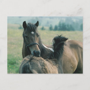 Carte Postale Mare et poulain se nourrissant mutuellement