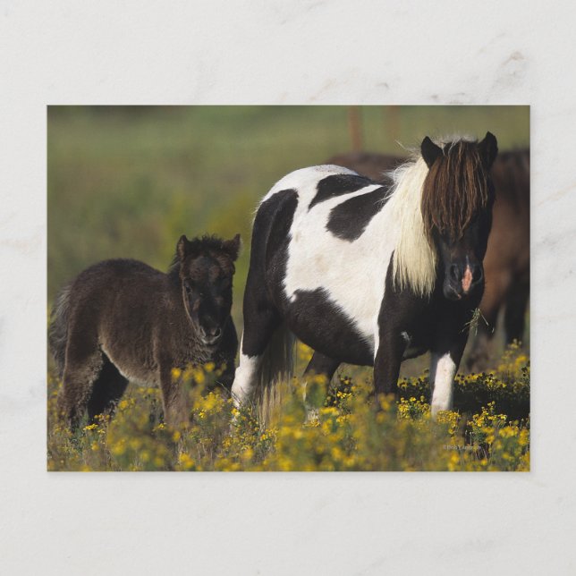 Carte Postale Mare miniature et Foal dans les fleurs (Devant)