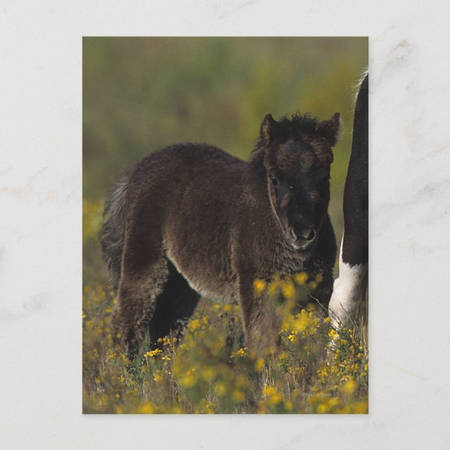 Carte Postale Mare miniature et Foal dans les fleurs (Devant)
