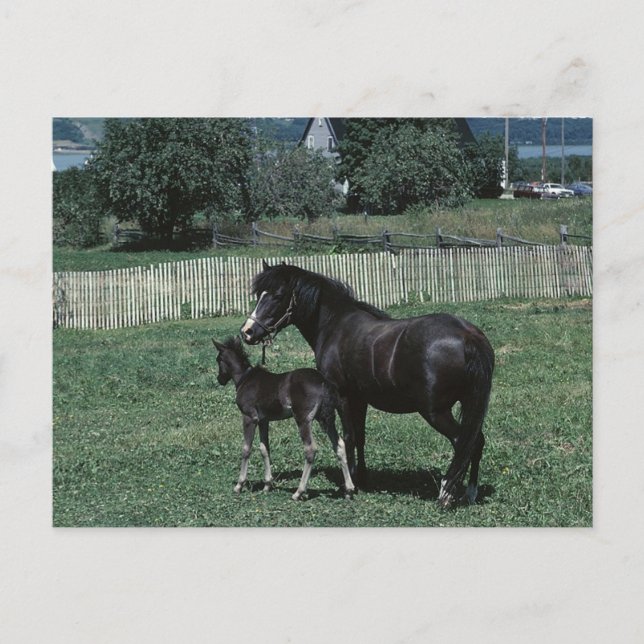 Carte Postale Mare noire et poulain (Devant)