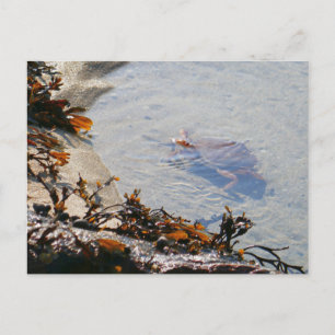 Carte Postale Mare résiduelle à Sand Beach