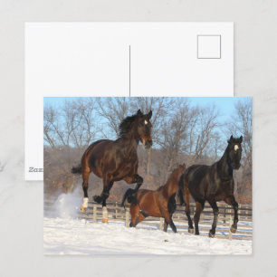 Carte Postale Mares d'Oldenburg et de Hanoverian en neige
