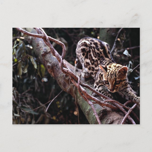Carte Postale Margay (Felis wiedi) dans l'arbre (Devant)