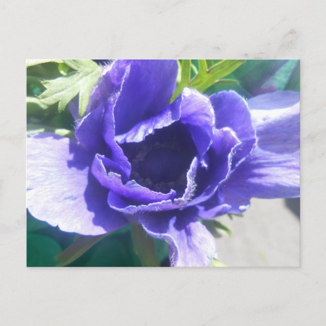 Carte Postale Marguerite (Devant)