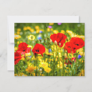 Carte Postale Marguerite Et Pavois Art