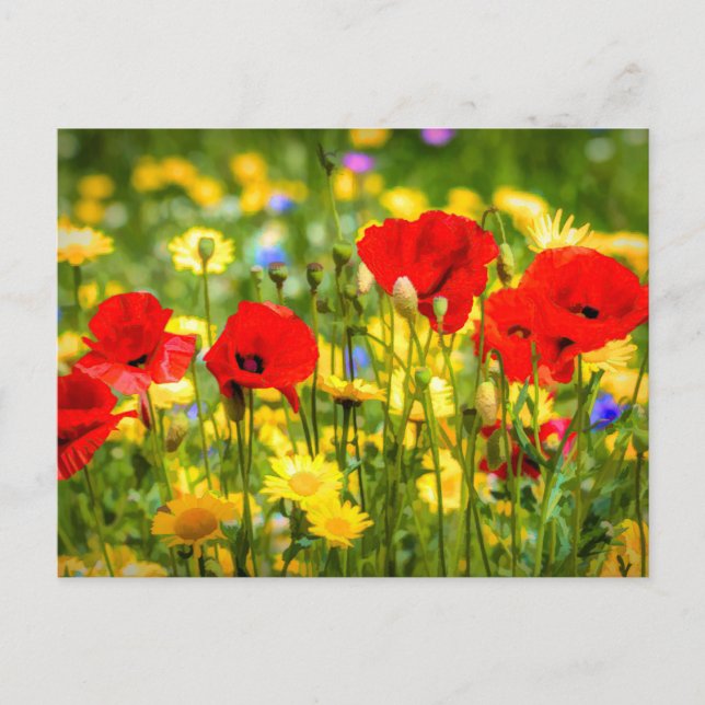 Carte Postale Marguerite Et Pavois Art (Devant)