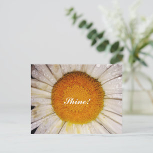 Carte Postale Marguerite Inspirante avec Gouttes de Rosée - Bril