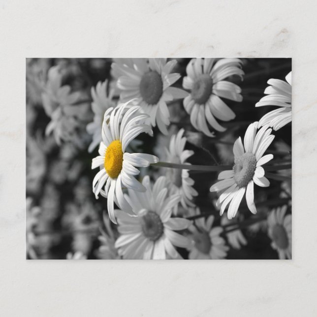 Carte Postale Marguerite jaune dans une mer de marguerites noire (Devant)