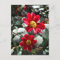marguerite rose chaud rouge / marguerites fleurs