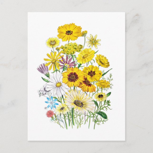 Carte Postale Marguerites (Devant)