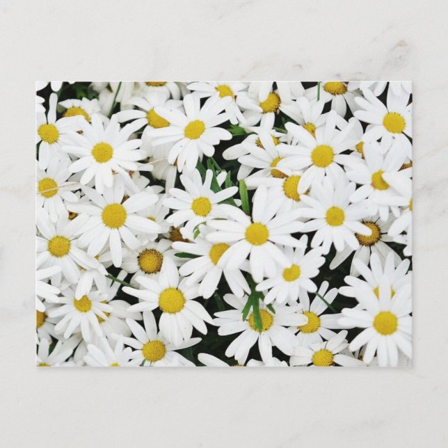 Carte Postale Marguerites (Devant)