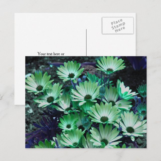 Carte Postale Marguerites Africaines Vertes Fleur Personnalisées (Devant / Derrière)