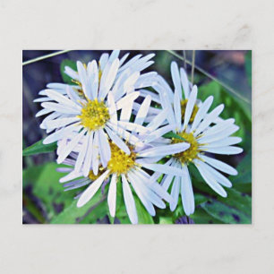 Carte Postale Marguerites blanches