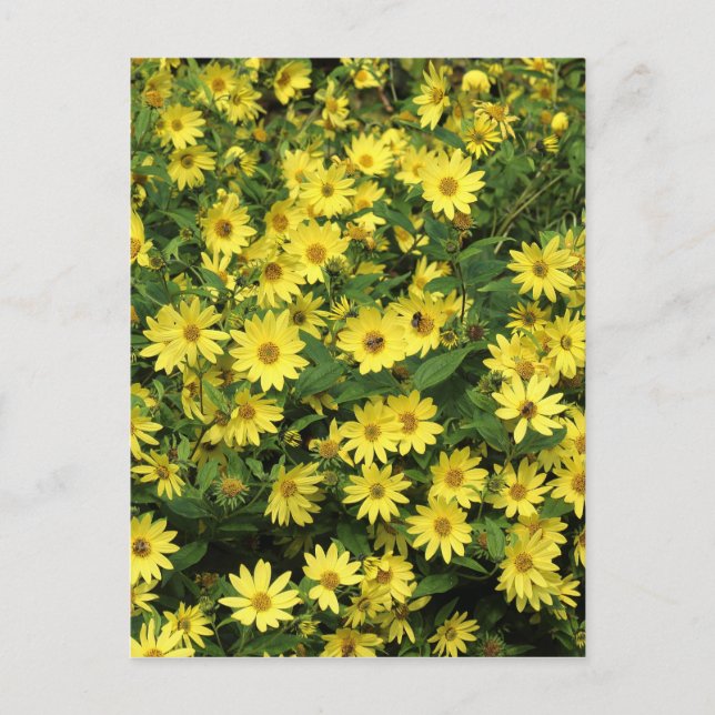 Carte Postale Marguerites jaunes (Devant)
