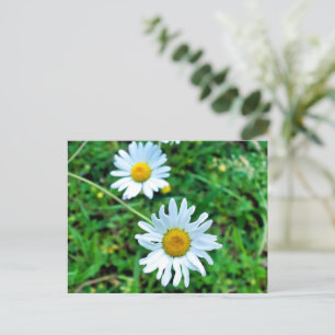 Carte Postale Marguerites oculaires