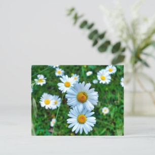 Carte Postale Marguerites oculaires