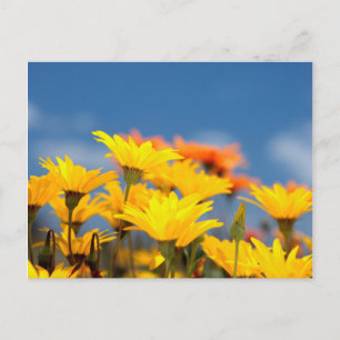 Carte Postale Marguerites Orange Et Jaune De Namaqualand