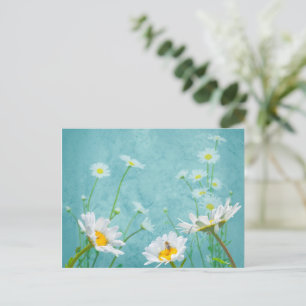 Carte Postale Marguerites sur fond bleu